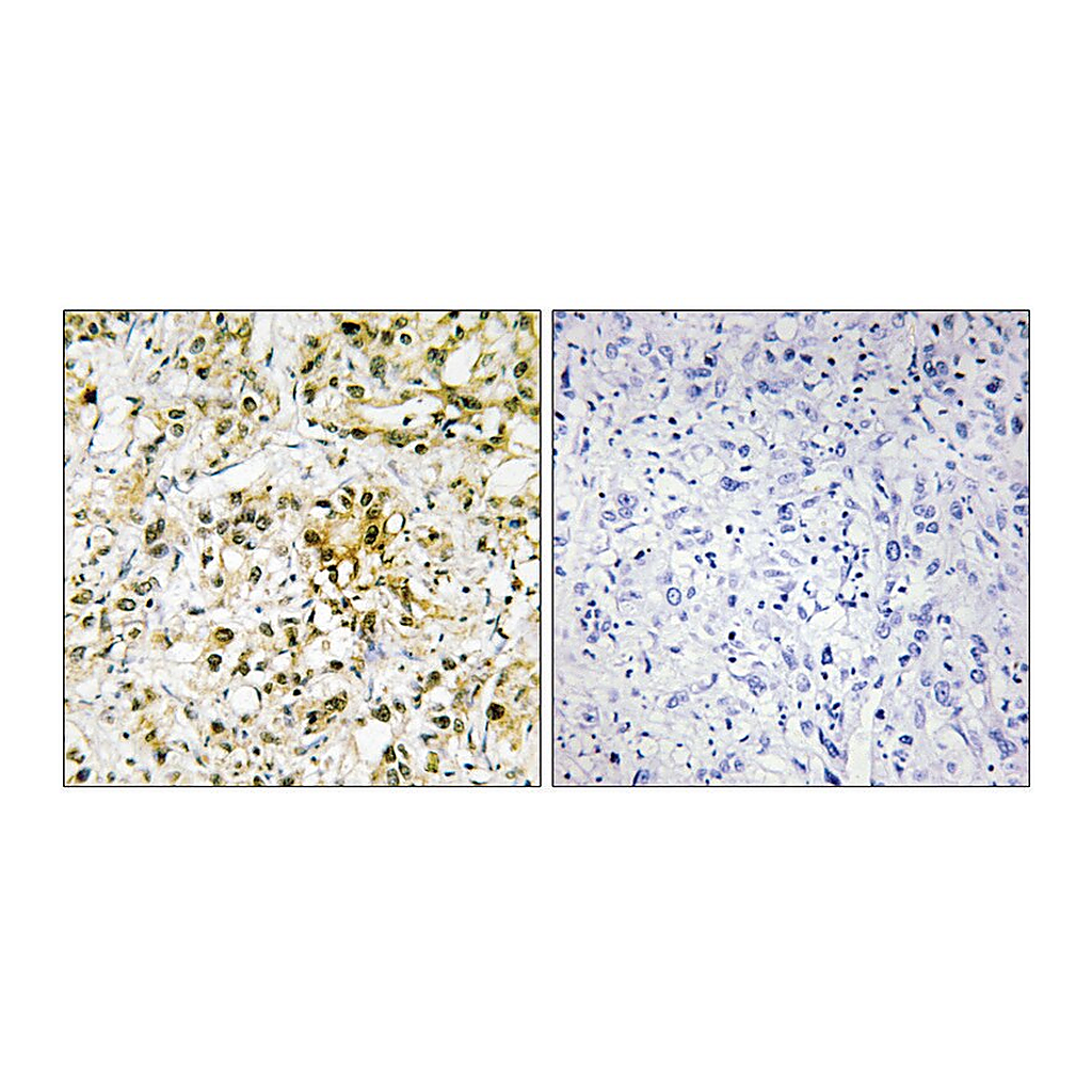 Merck Anti-LEG4 antibody produced in rabbit