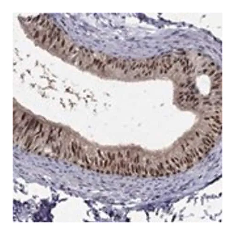 Merck Anti-ZNF594 antibody produced in rabbit