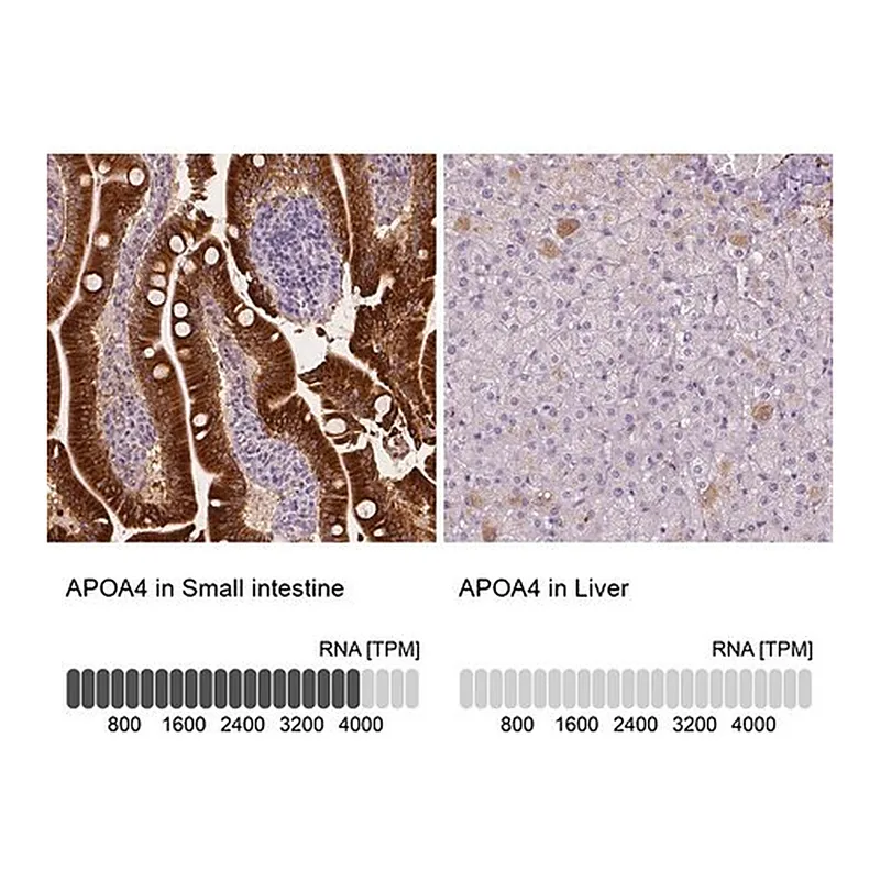 Merck Anti-APOA4 antibody produced in rabbit