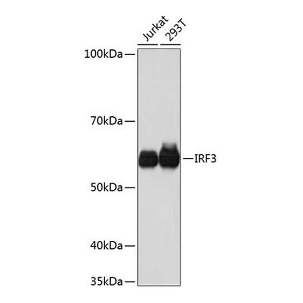 Merck Anti- IRF3 antibody produced in rabbit
