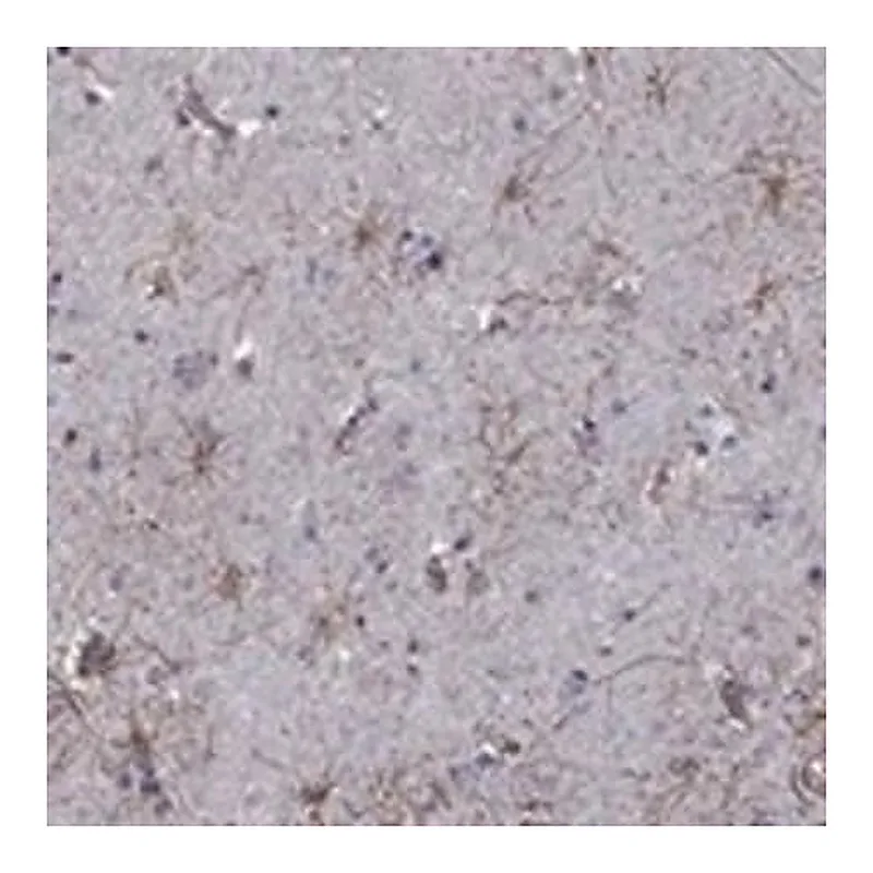 Merck Anti-APPBP2 antibody produced in rabbit