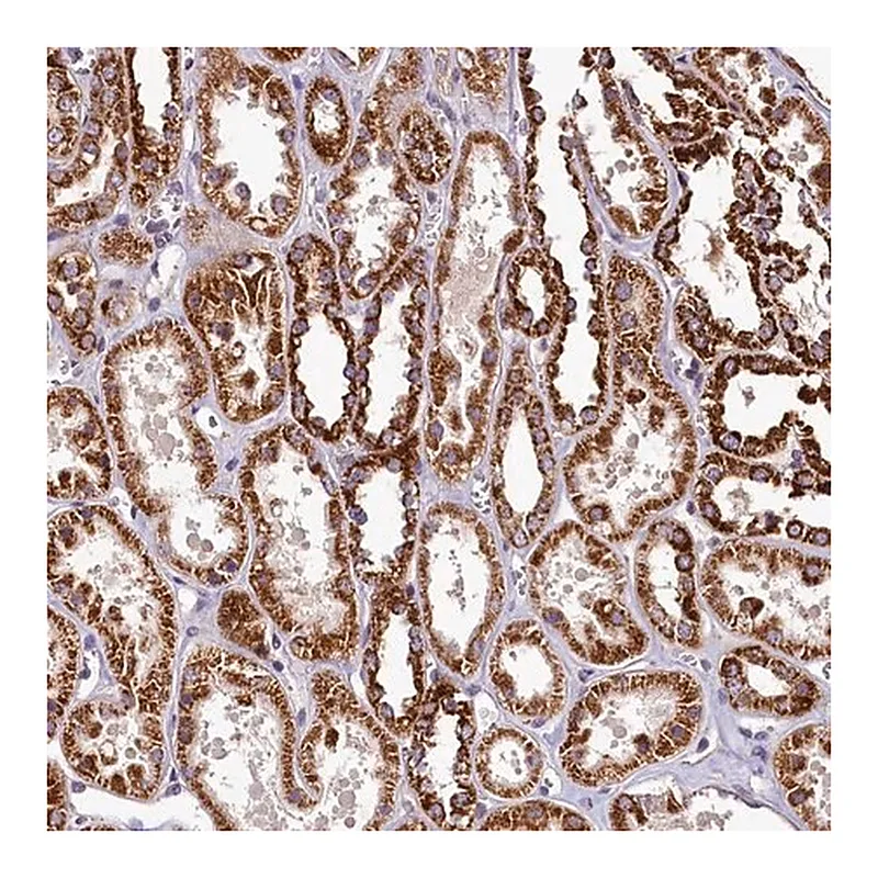 Merck Anti-COQ9 antibody produced in rabbit