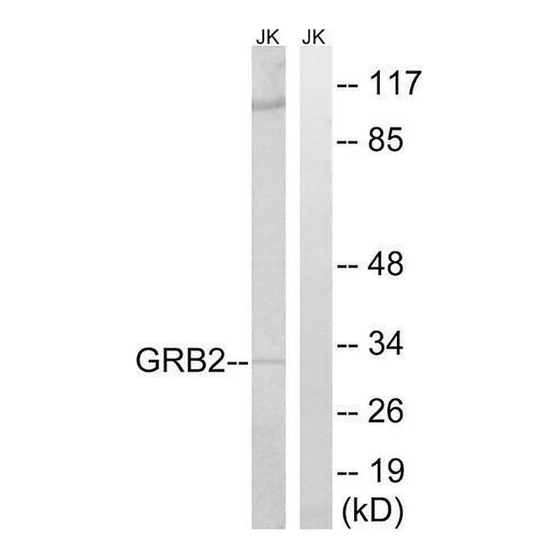 Merck Anti-GRB2 antibody produced in rabbit