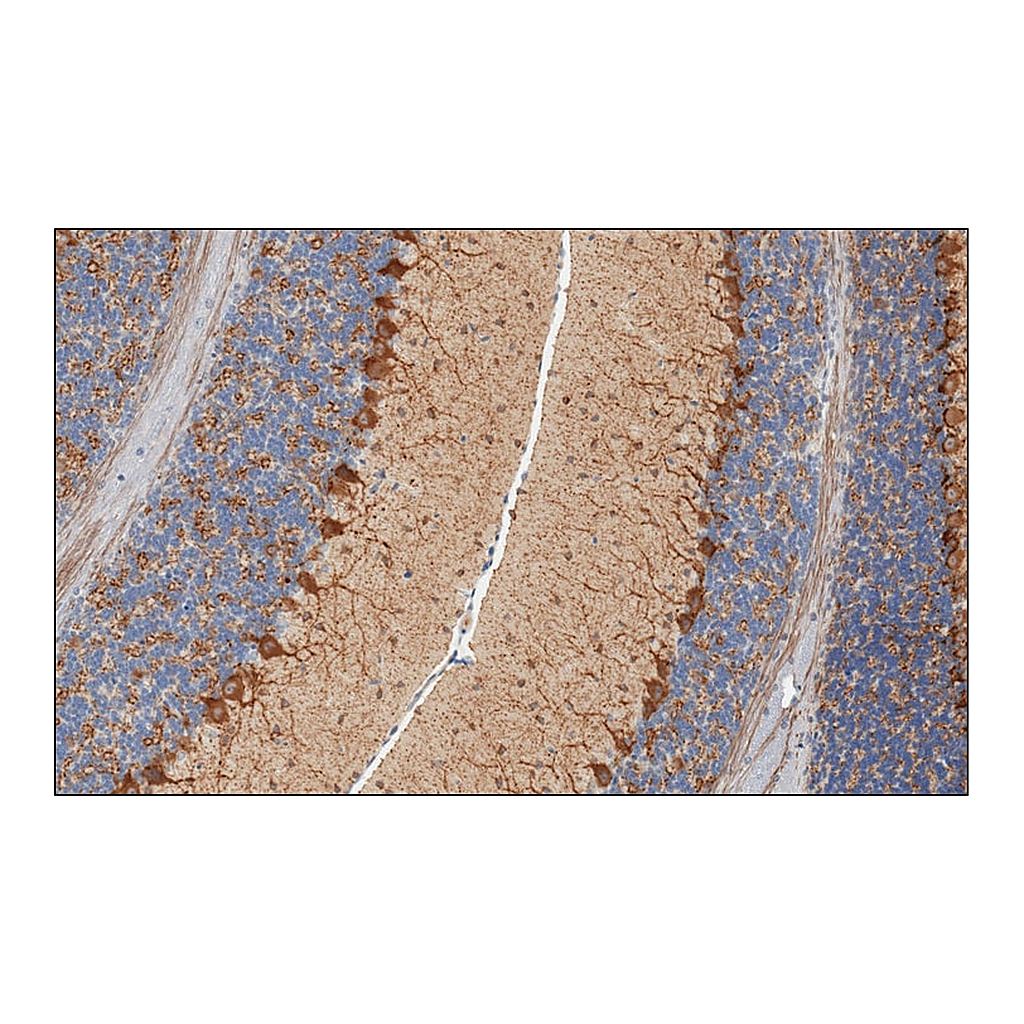 Merck Monoclonal Anti-Glutamic Acid Decarboxylase 67 (GAD67) antibody produced in mouse