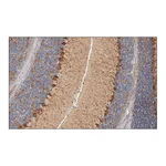 Merck Monoclonal Anti-Glutamic Acid Decarboxylase 67 (GAD67) antibody produced in mouse