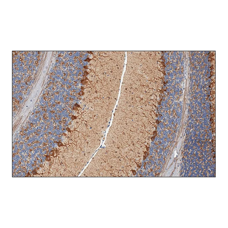 Merck Monoclonal Anti-Glutamic Acid Decarboxylase 67 (GAD67) antibody produced in mouse