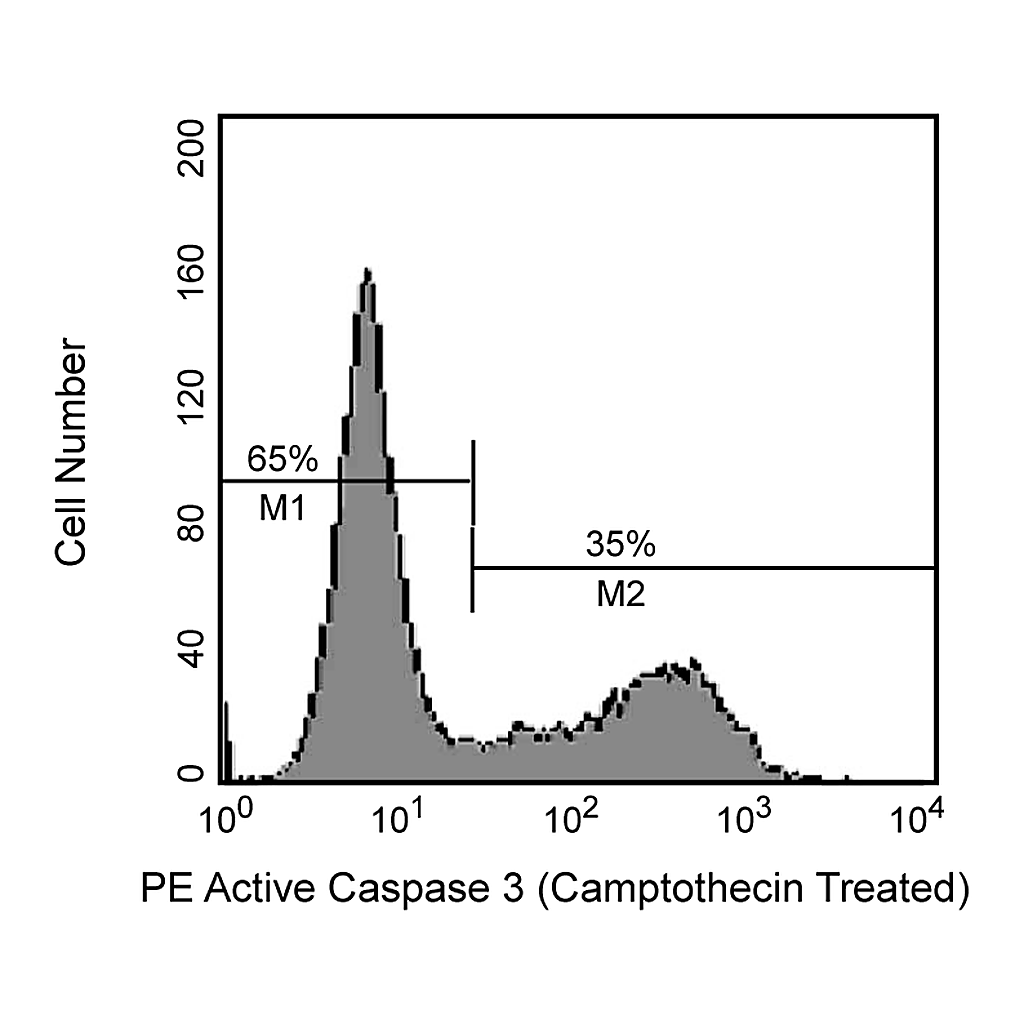 BD PE Rabbit Anti- Active Caspase-3