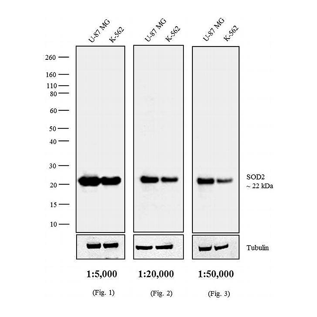Thermo Fisher Scientific Goat anti-Mouse IgG F(ab`)2 Secondary Antibody, AP