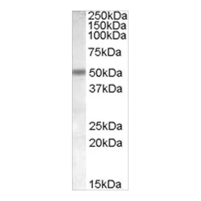 Merck Anti-CHRNB3 antibody produced in goat