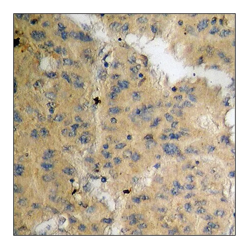 Merck Anti-phospho-LIMK1 (pThr508) antibody produced in rabbit