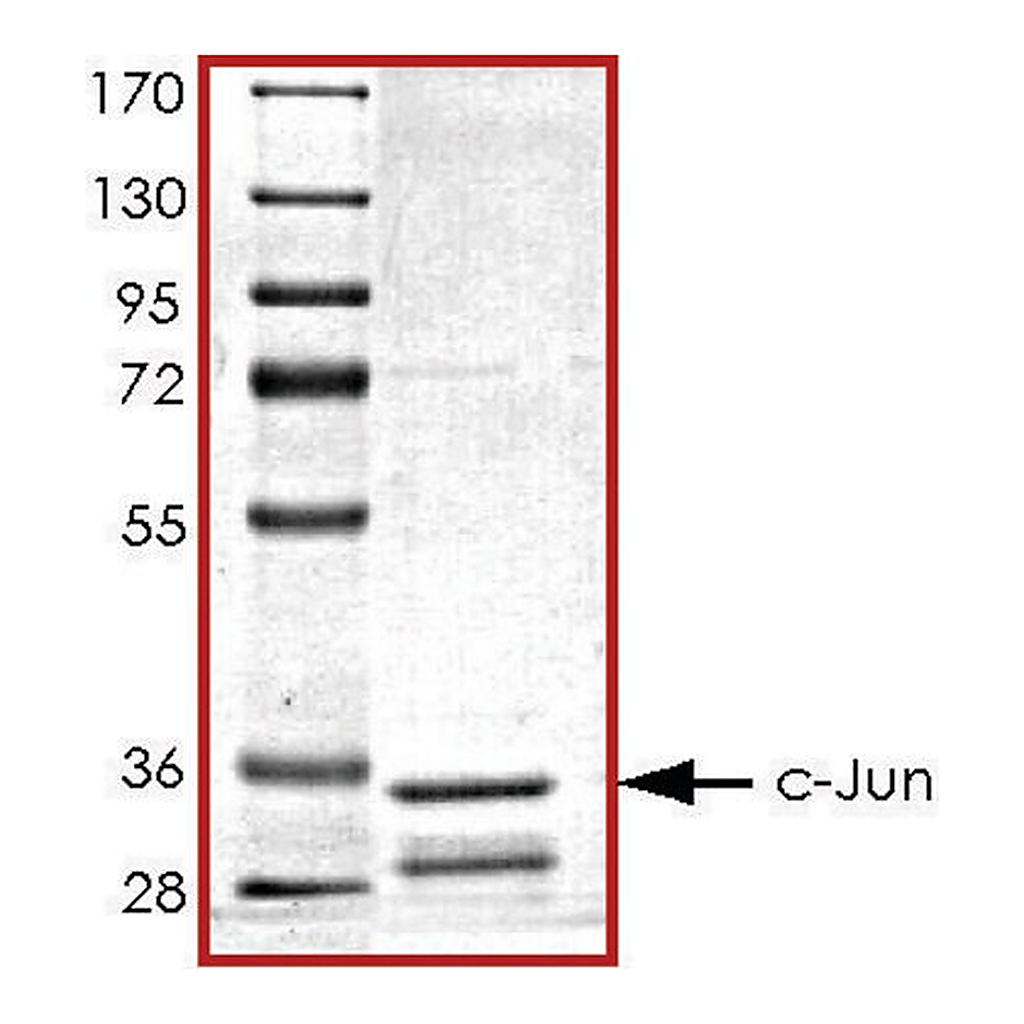 Merck c-JUN (1-79), GST tagged human