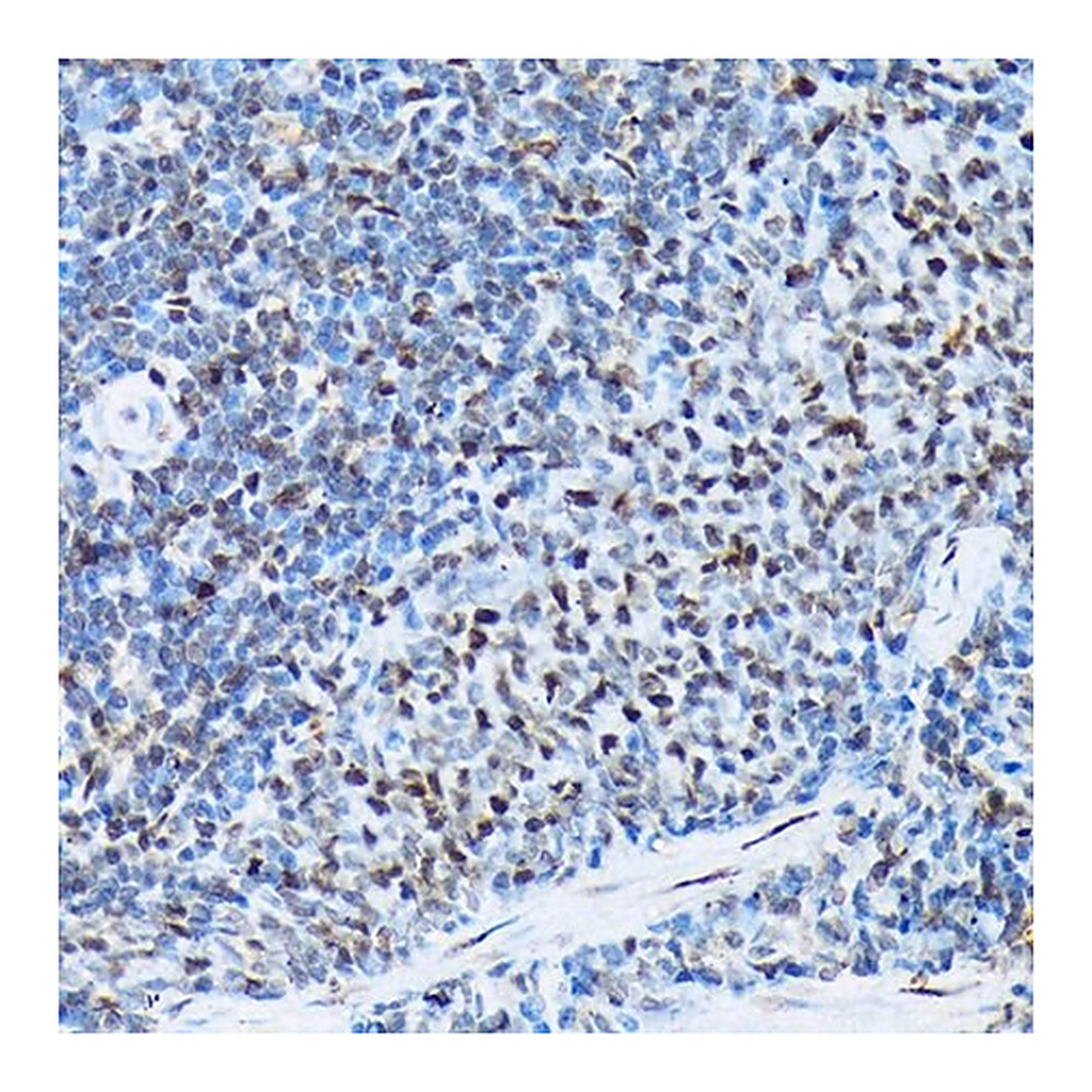 Merck Anti-Histone H3 antibody produced in rabbit