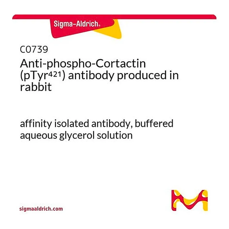 Merck Anti-phospho-Cortactin (pTyr421) antibody produced in rabbit
