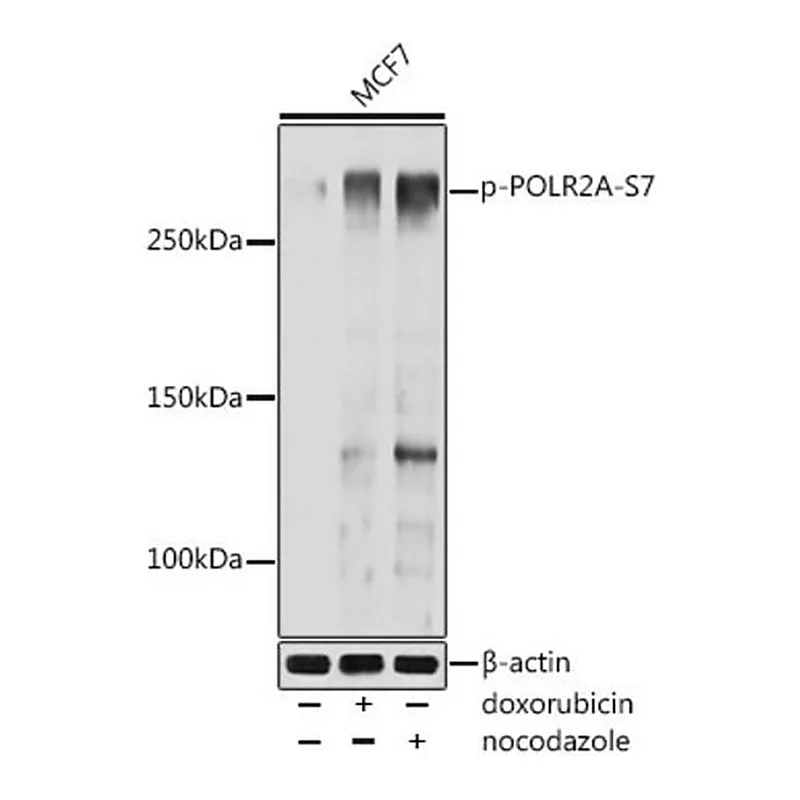 Merck Anti-Phospho-POLR2A-S7 antibody produced in rabbit