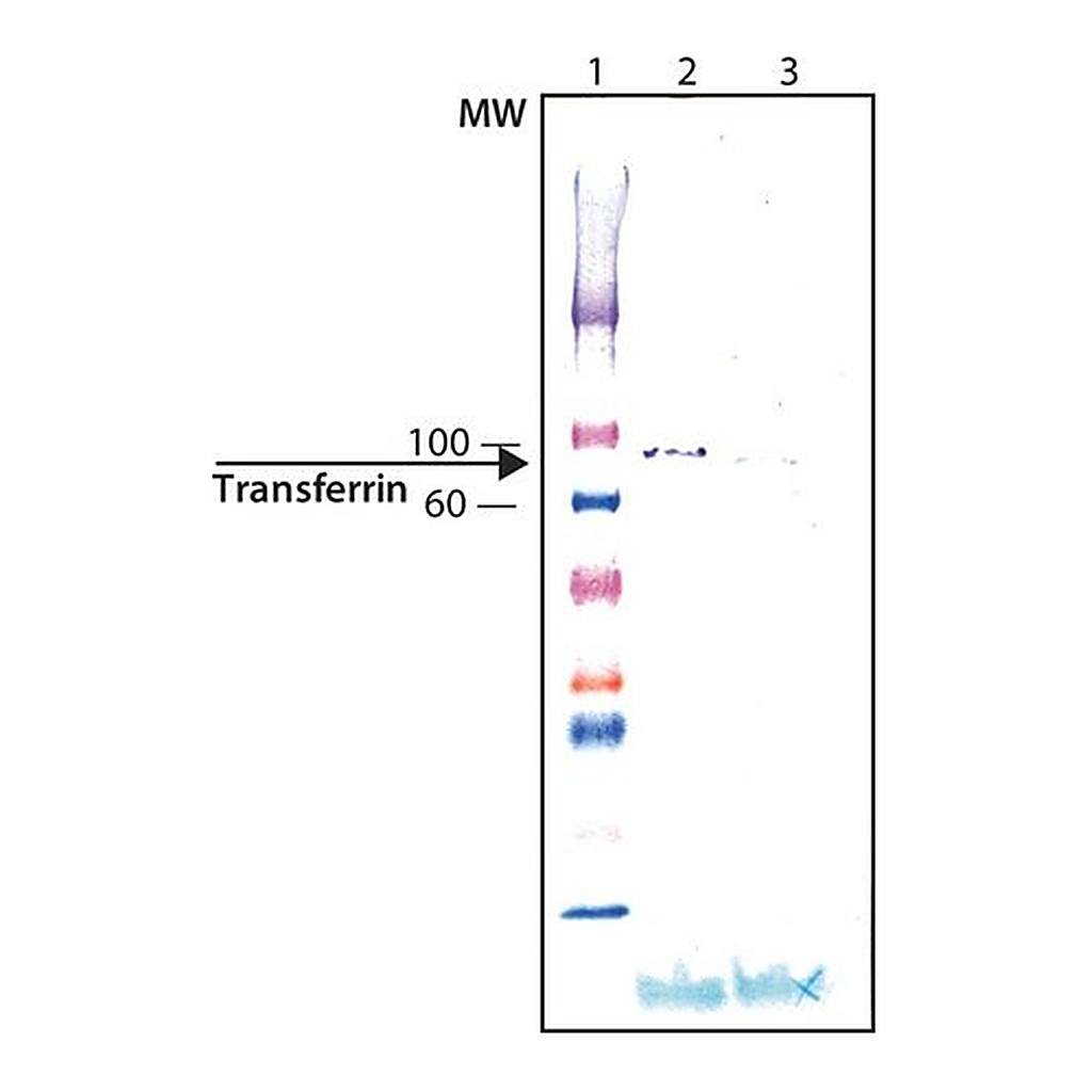 Merck Anti-Transferrin antibody produced in chicken