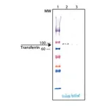Merck Anti-Transferrin antibody produced in chicken