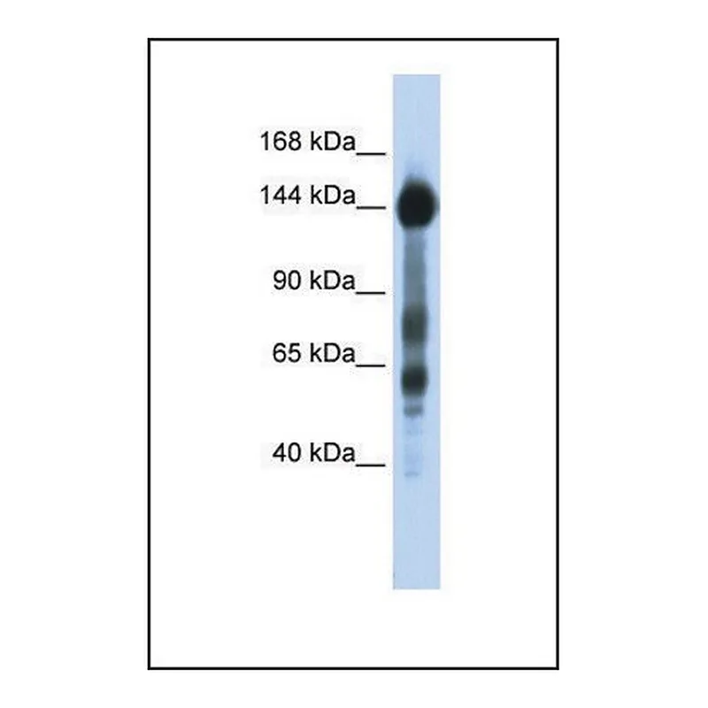 Merck Anti-SREBF1, (N-terminal) antibody produced in rabbit