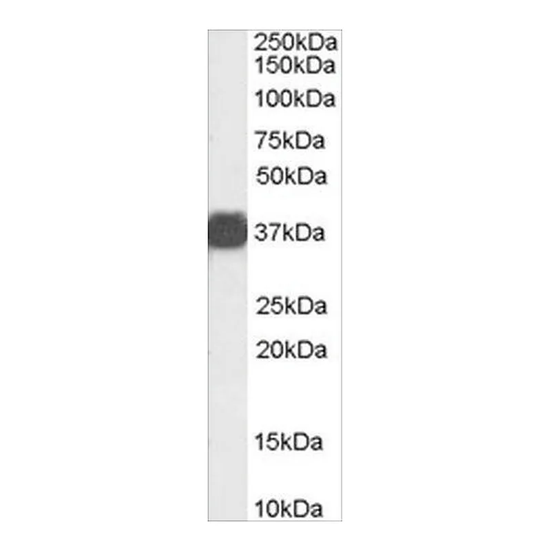 Merck Anti-Arginase, Type 1/ARG1 (AB2) antibody produced in goat