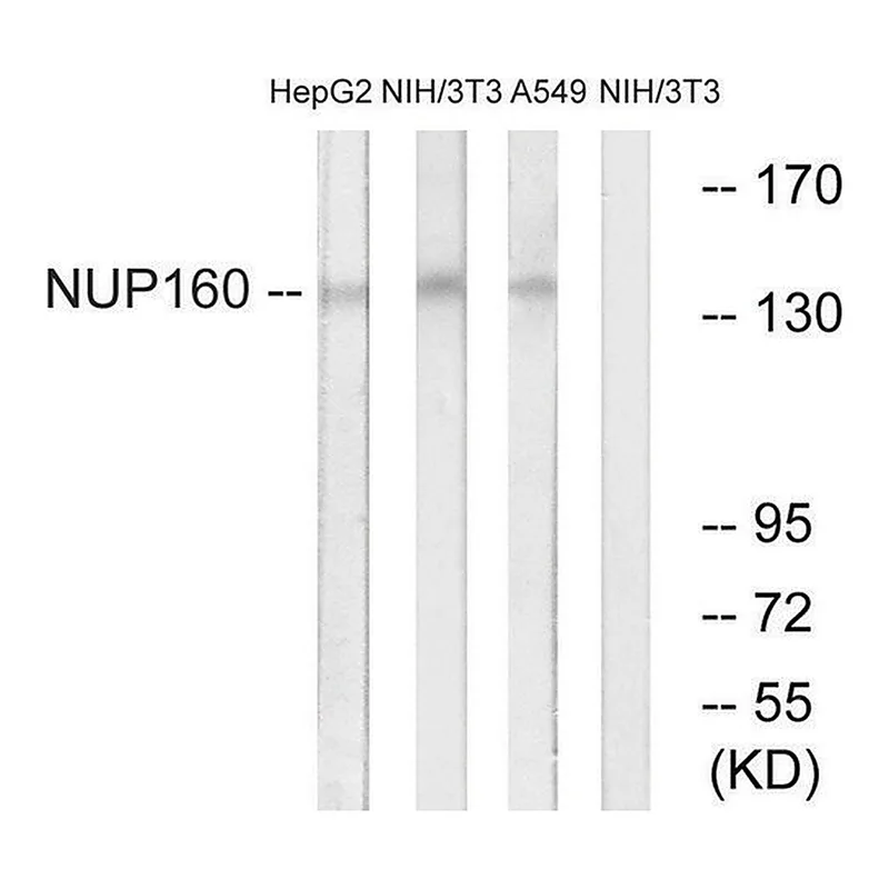 Merck Anti-NUP160 antibody produced in rabbit