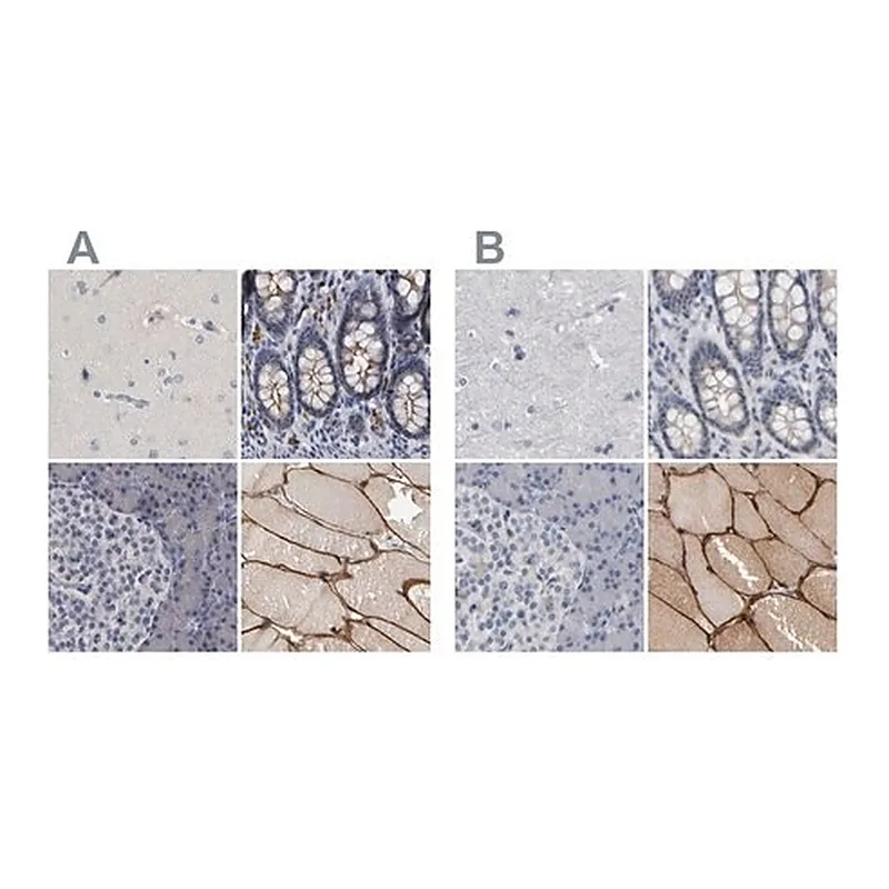 Merck Anti-MURC antibody produced in rabbit