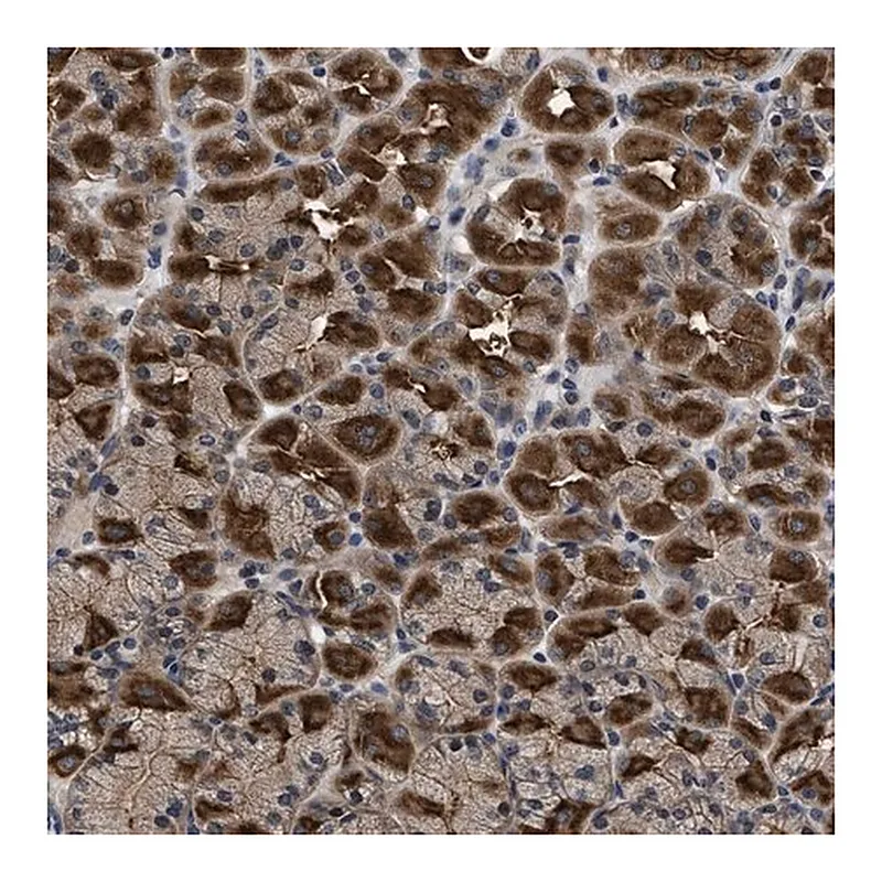 Merck Anti-DNAJC14 antibody produced in rabbit