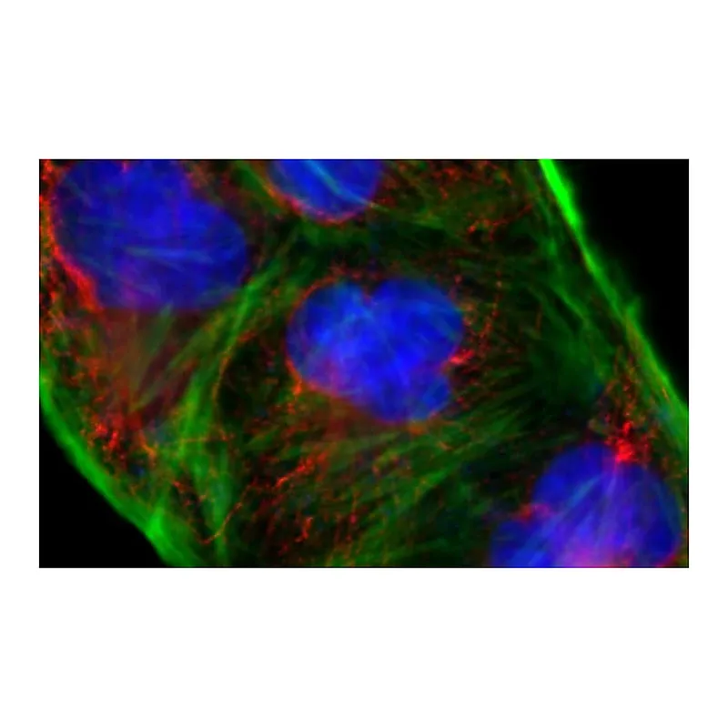 Thermo Fisher Scientific Rabbit anti-Goat IgG (Heavy Chain) Superclonal Secondary Antibody, Alexa Fluor 488