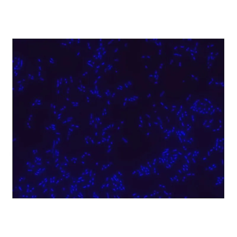 Merck Bacterial negative control FISH probe - ATTO488