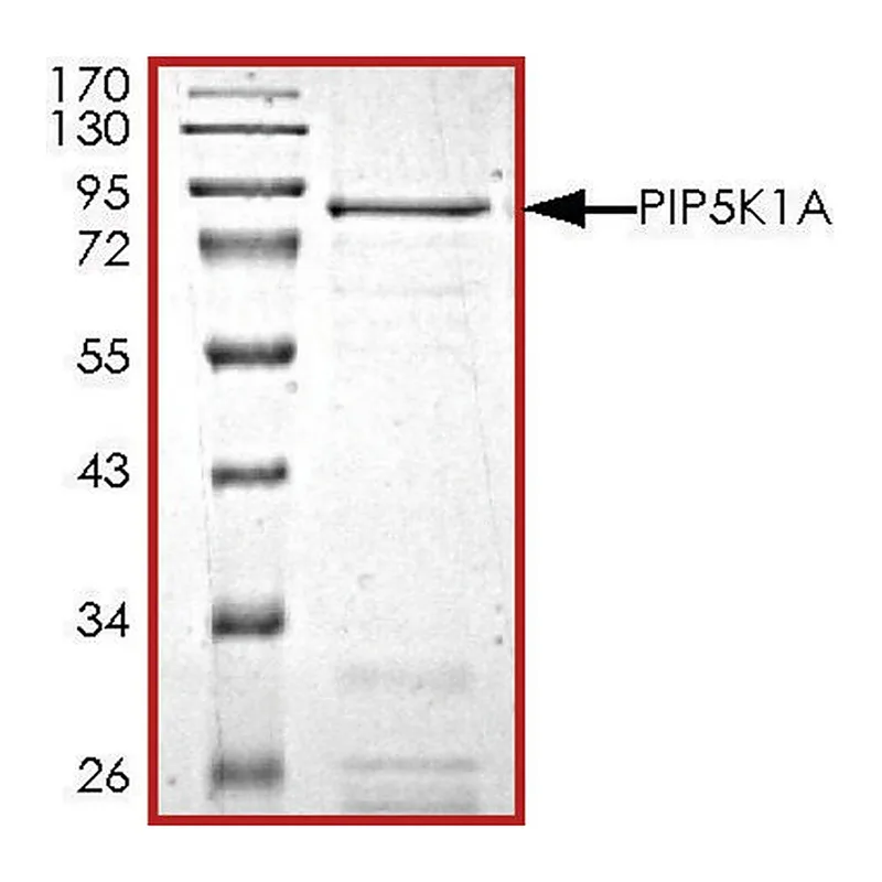 Merck PIP5K1A, active, GST tagged human