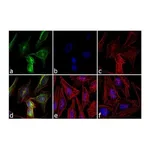 Thermo Fisher Scientific Goat anti-Rabbit IgG (H+L) Secondary Antibody, FITC