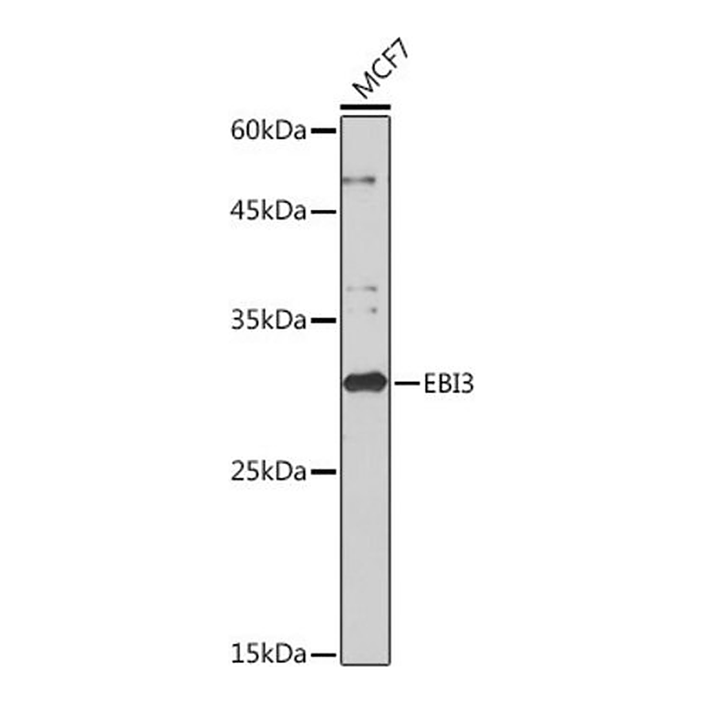 Merck Anti-EBI3 antibody produced in rabbit