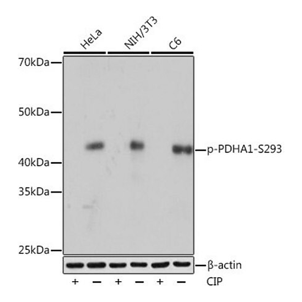 Merck Anti-Phospho-PDHA1-S293 antibody produced in rabbit