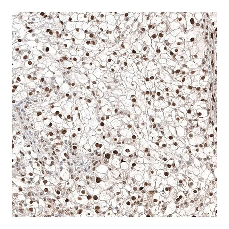 Merck Anti-TFE3 antibody produced in mouse