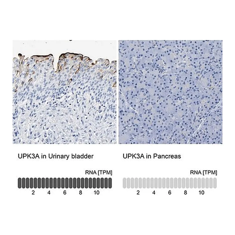 Merck Anti-UPK3A antibody produced in rabbit