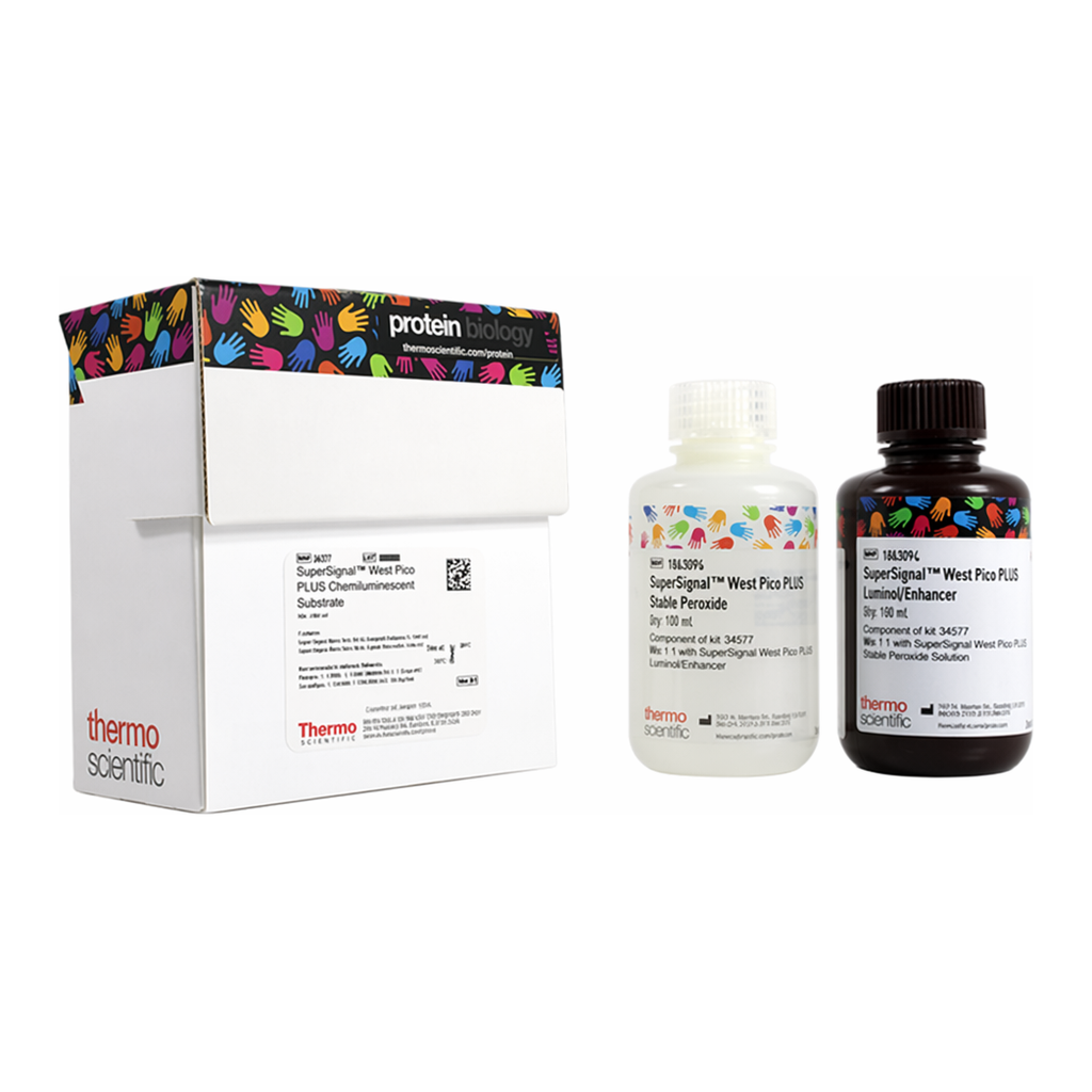 Thermo Fisher Scientific SuperSignal West Pico PLUS Chemiluminescent Substrate, 200 mL
