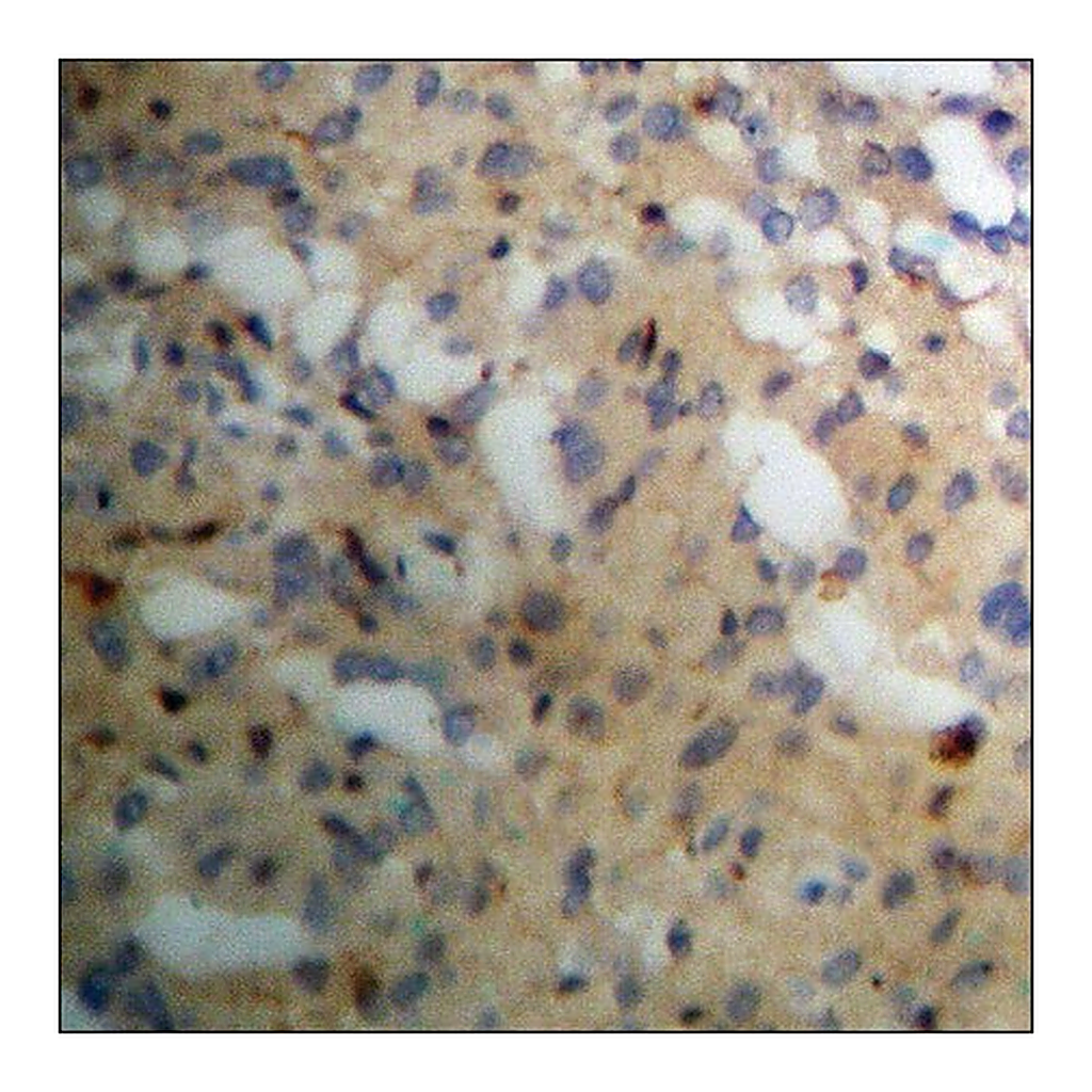 Merck Anti-phospho-PKC alpha (pTyr658) antibody produced in rabbit