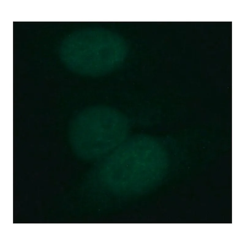Merck Monoclonal Anti-DHX9/RHA antibody produced in rat