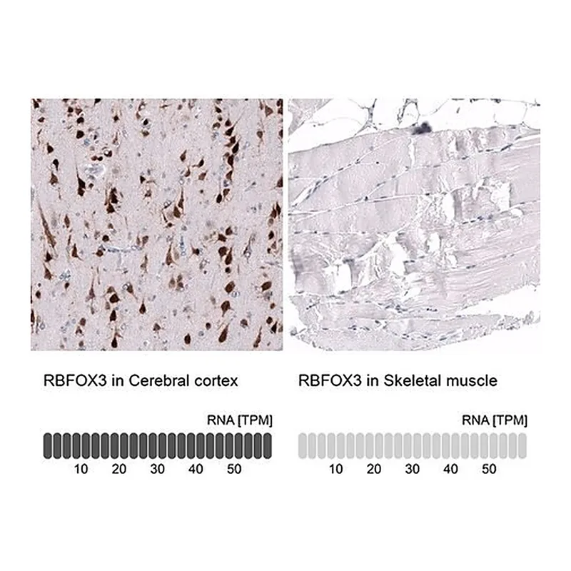 Merck Monoclonal Anti-RBFOX3 antibody produced in mouse