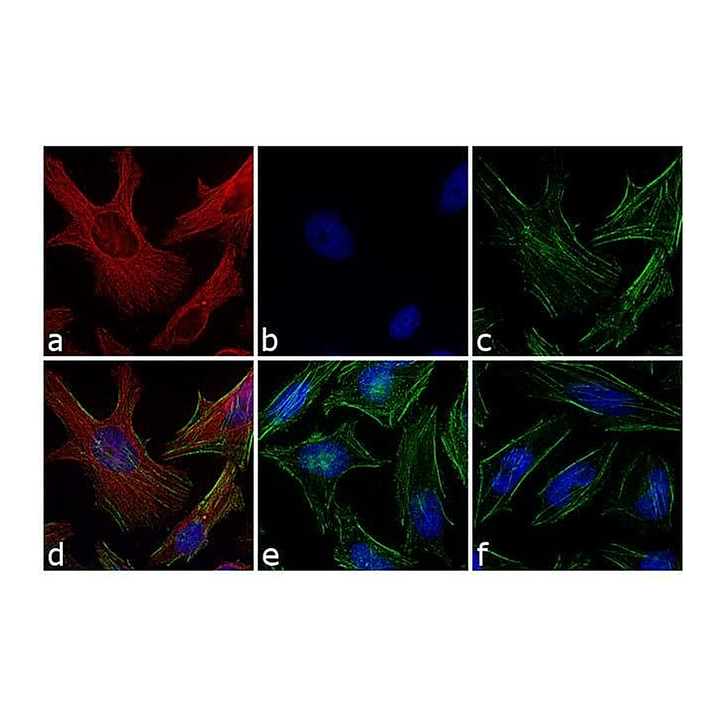 Thermo Fisher Scientific Goat anti-Mouse IgG (H+L) Highly Cross-Adsorbed Secondary Antibody, Alexa Fluor 568