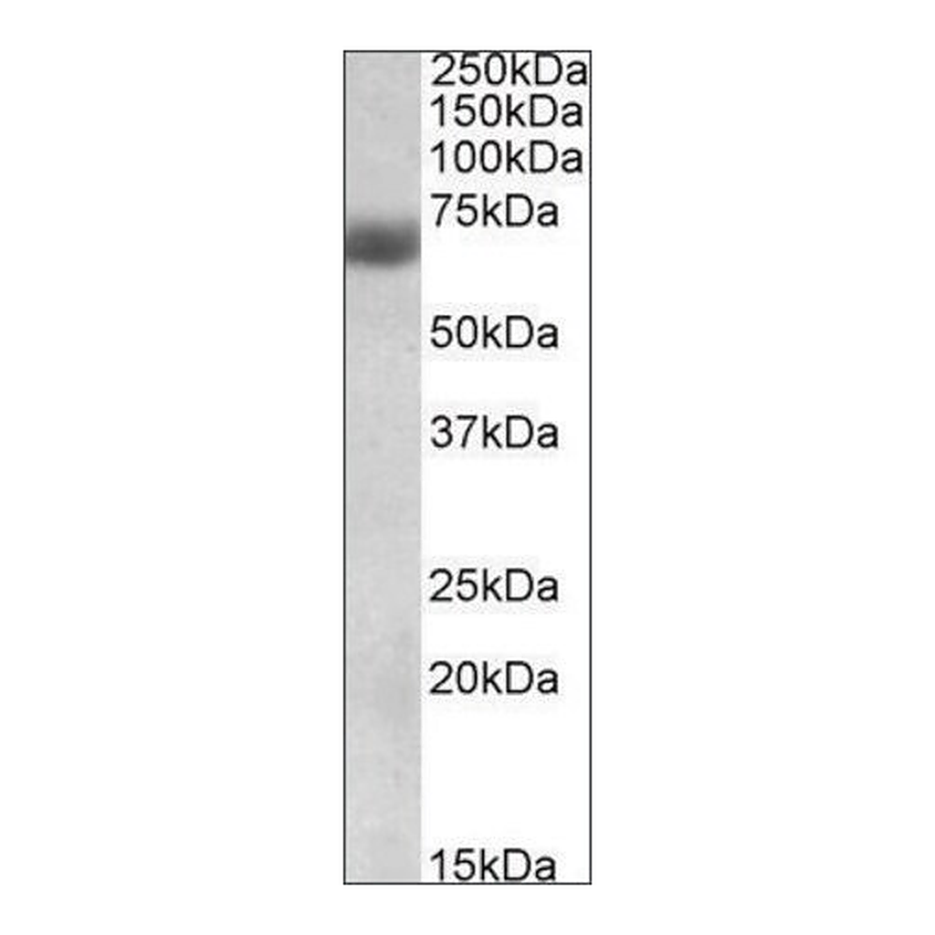 Merck Anti-NFE2L2 antibody produced in goat