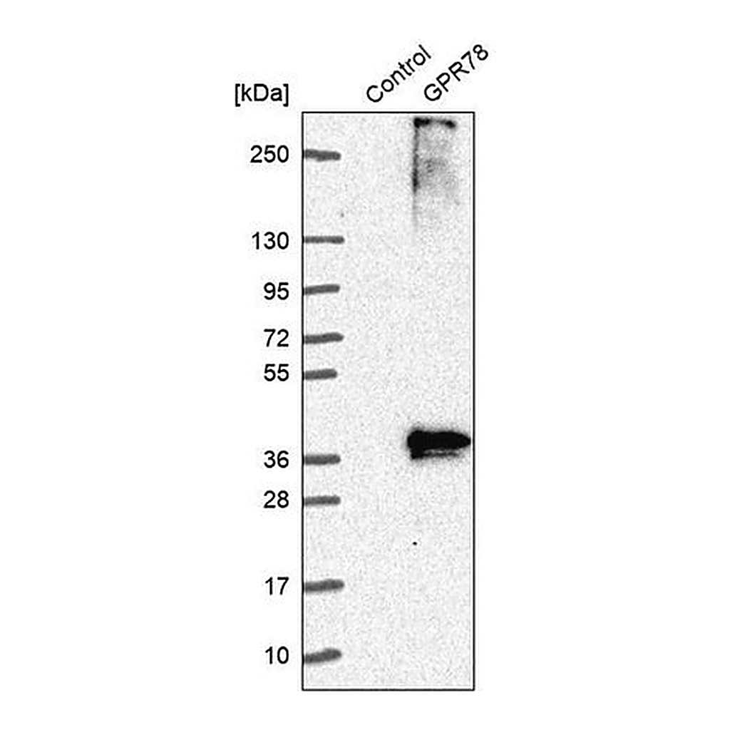 Merck Anti-GPR78 antibody produced in rabbit