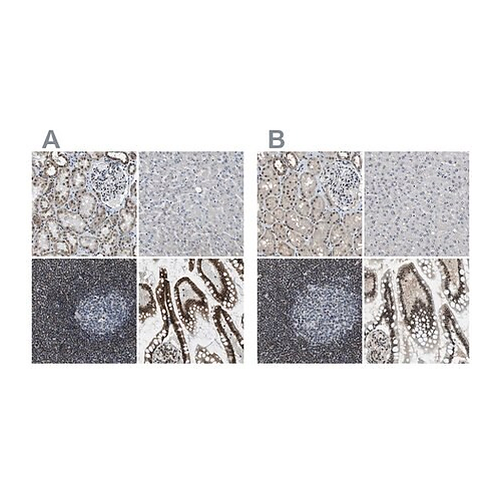 Merck Anti-SP100 antibody produced in rabbit