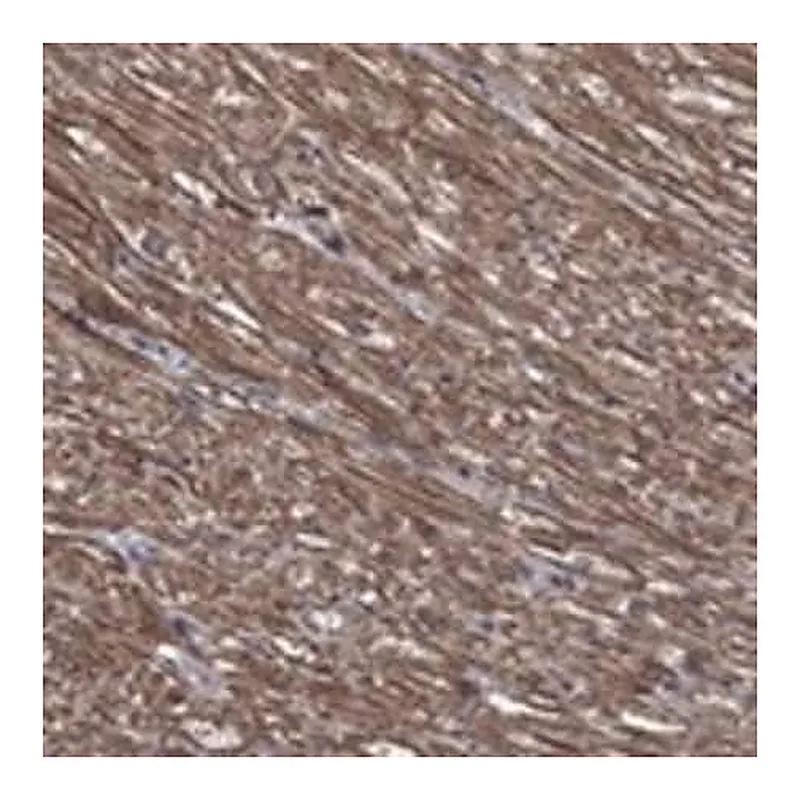 Merck Anti-PDE3A antibody produced in rabbit