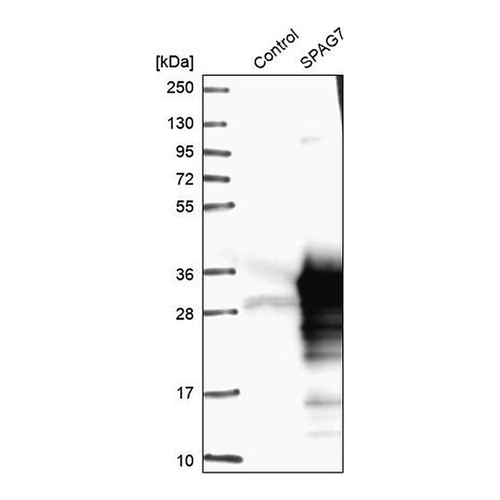 Merck Anti-SPAG7 antibody produced in rabbit
