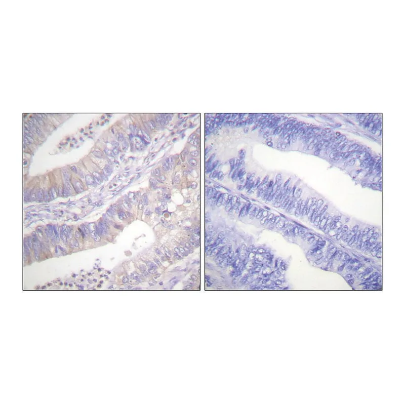 Merck Anti-CFTR antibody produced in rabbit