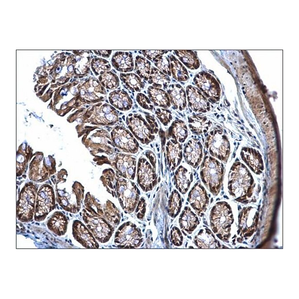 Merck Anti-TET3 (C-terminal) antibody produced in rabbit