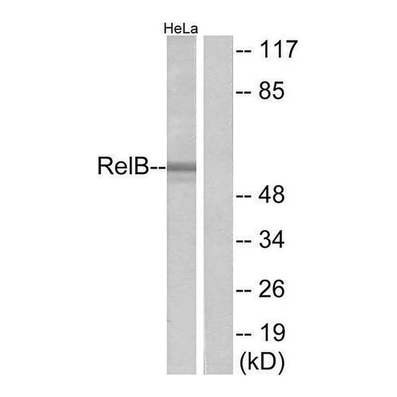 Merck Anti-RELB, C-Terminal antibody produced in rabbit