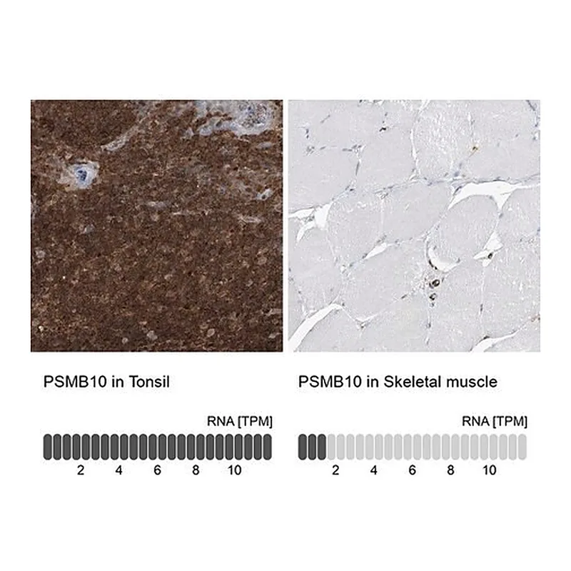 Merck Anti-PSMB10 antibody produced in rabbit
