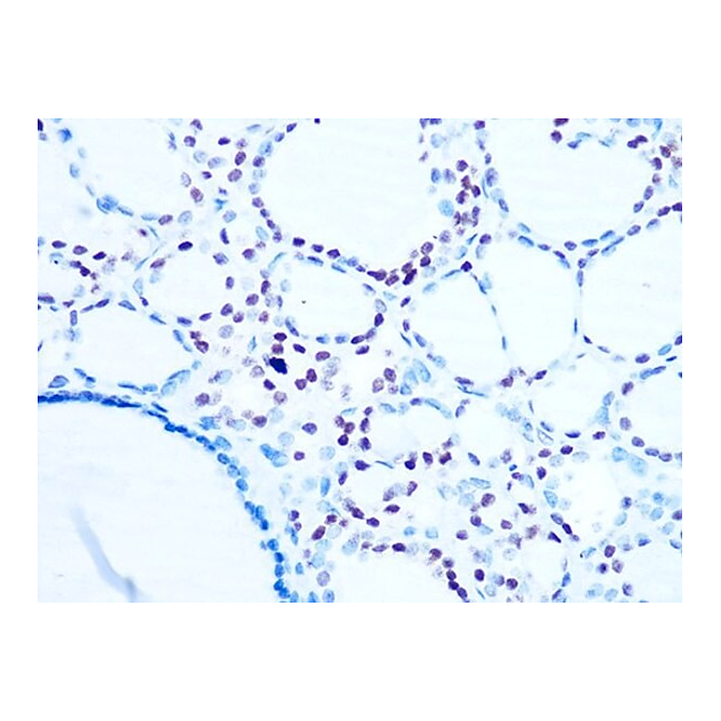 Merck Anti-Histone H1.0 antibody produced in rabbit