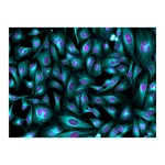 Thermo Fisher Scientific Donkey anti-Goat IgG (H+L) Highly Cross-Adsorbed Secondary Antibody, Alexa Fluor Plus 405