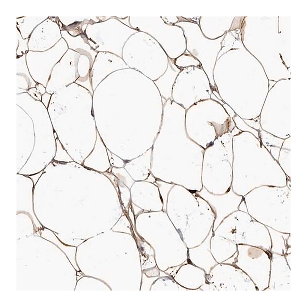 Merck Anti-ADIRF antibody produced in rabbit